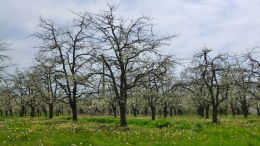 Vergers de prune d'Ente en Dordogne, floraison printemps 2016